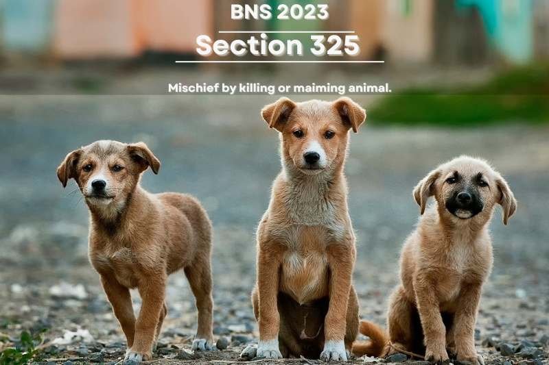 Animal-injured-due-to-mischief-under-BNS-Section-325